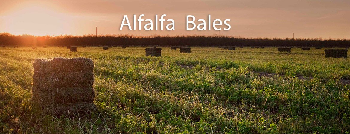 Alfalfa Bales