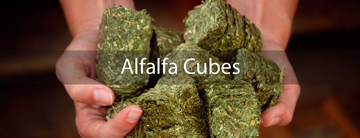 Alfalfa Cubes