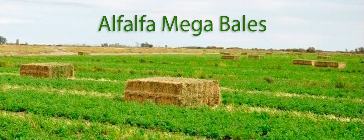 Alfalfa Hay Megabales