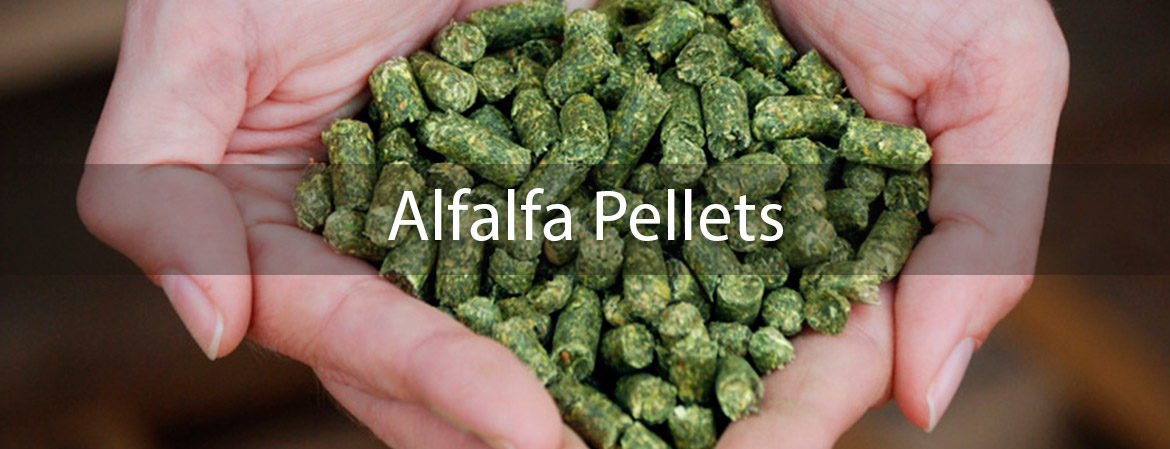 Alfalfa Pellets